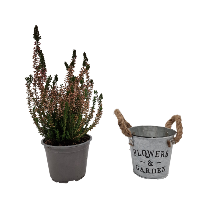 Zinken bloempot met oren 10x10cm