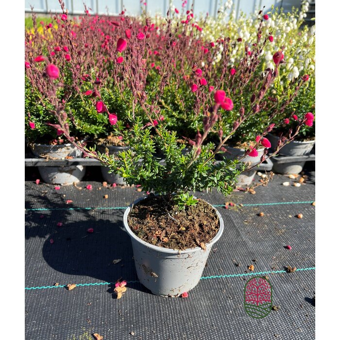 Ierse heide | Daboecia cantabrica. 'Angelina' P10,5