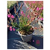 Ierse heide | Daboecia cantabrica. 'Rosella' P10,5