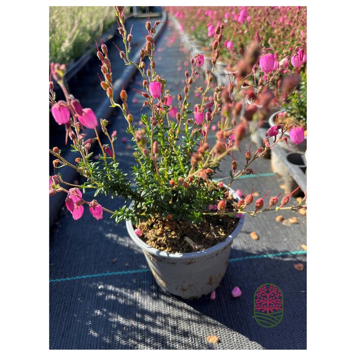 Ierse heide | Daboecia cantabrica. 'Rosella' P10,5