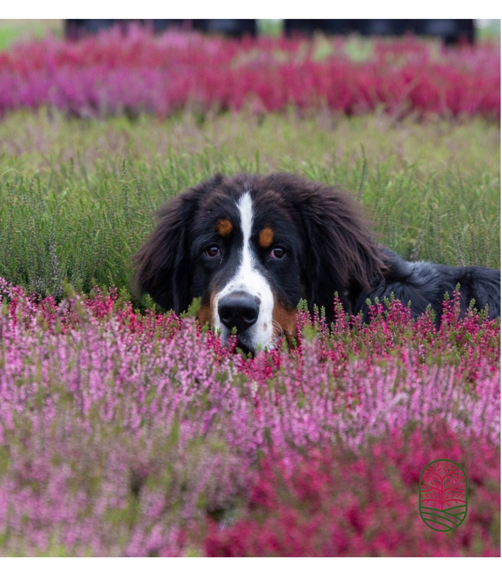 Calluna vulgaris. 'Garden Girls' mix Paars/Roze 8/12cm p6