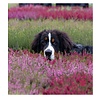 Calluna vulgaris. 'Garden Girls' mix 10/15cm P11