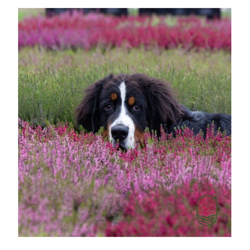 Calluna vulgaris. 'Garden Girls' mix 10/15cm P11