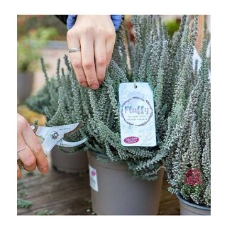 Struikheide | Calluna vulgaris. 'Fluffy' P11