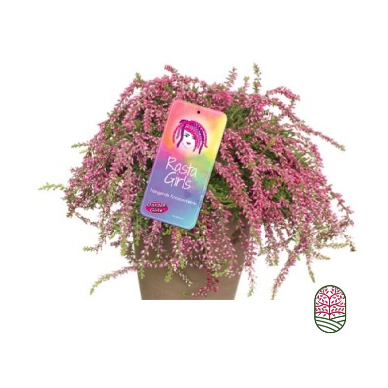 Struikheide | Calluna vulgaris. 'Rasta Girls' Roze