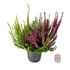 Struikheide | Calluna vulgaris 'Beauty Lady's Trio' P12