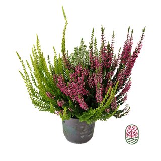 Struikheide | Calluna vulgaris 'Beauty Lady's Trio' P12