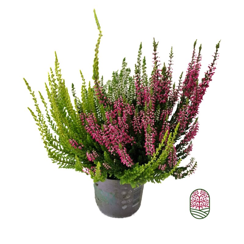 Struikheide | Calluna vulgaris 'Beauty Lady Trio'