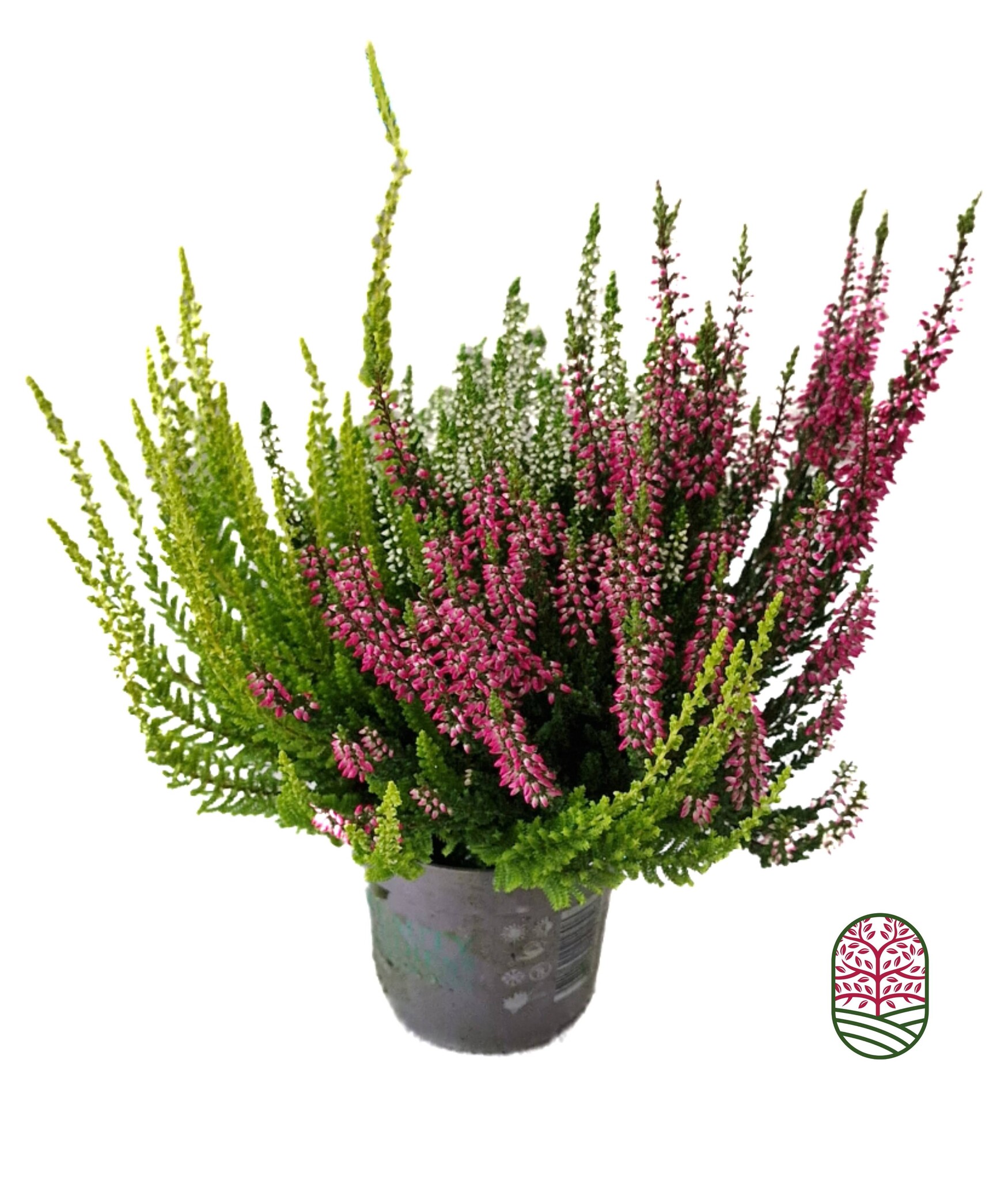 Struikheide | Calluna vulgaris 'Beauty Lady's Trio' P12  Struikheide | Calluna vulgaris 'Beauty Lady's Trio' P12