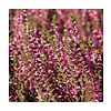 Struikheide | Calluna vulgaris.' Marlies' P9,5