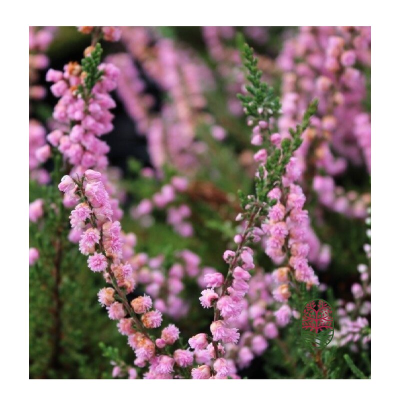 Struikheide | Calluna vulgaris. 'J. H. Hamilton'