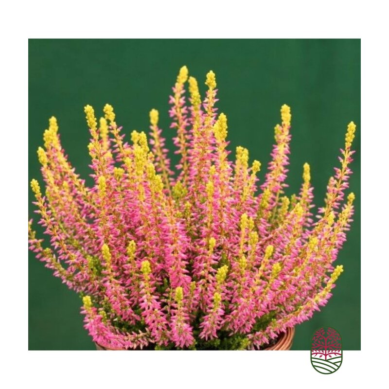 Struikheide | Calluna vulgaris. 'Golden Angie' Rood
