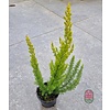 Boomheide | Erica arborea 'Albert's Gold'  P11