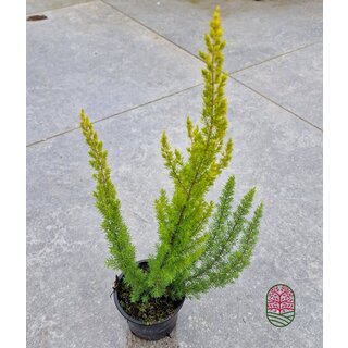 Boomheide | Erica arborea 'Albert's Gold'  P11