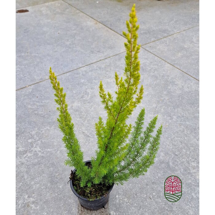Boomheide | Erica arborea 'Albert's Gold' P11 Boomheide | Erica arborea 'Albert's Gold' P11