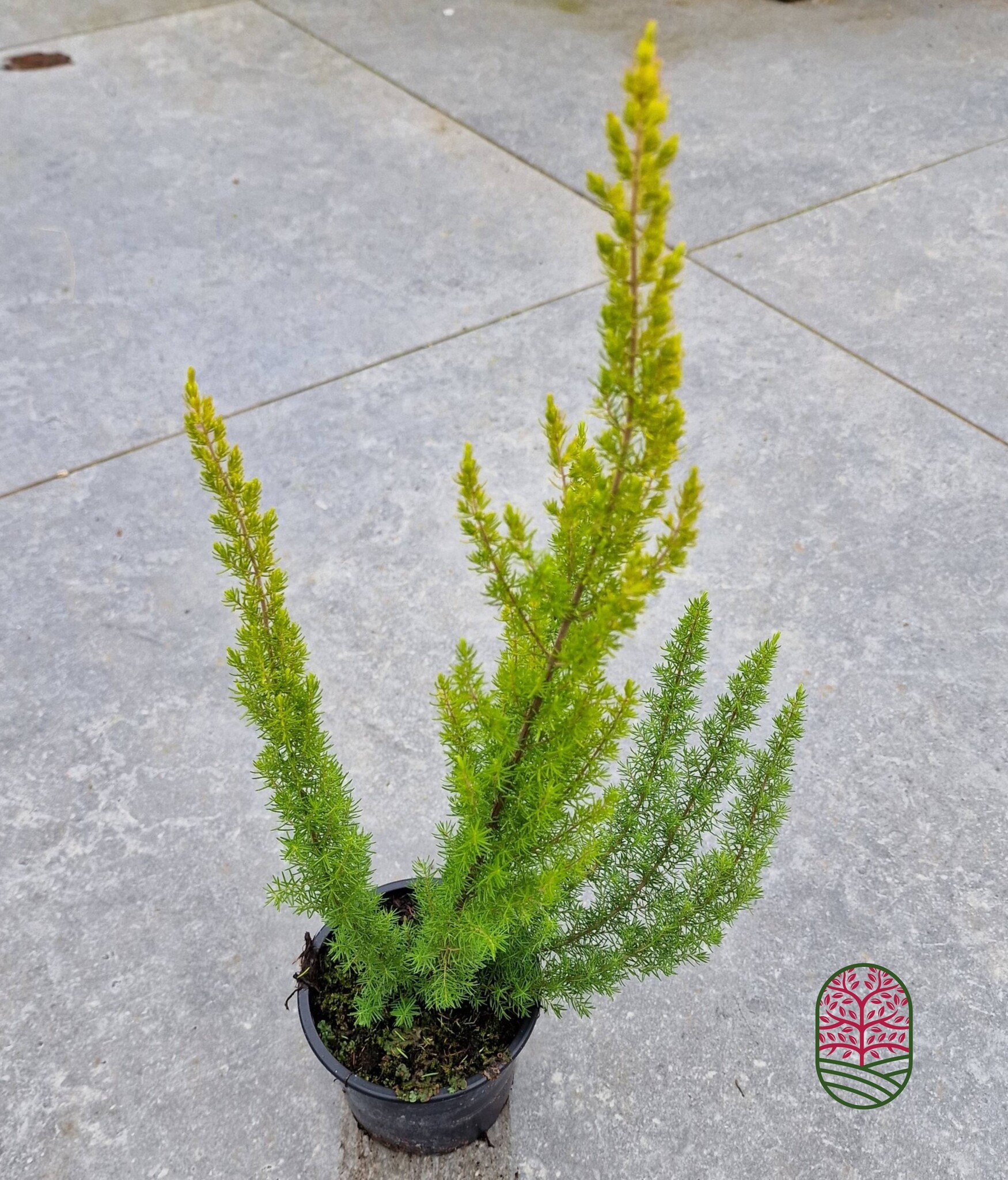 Boomheide | Erica arborea 'Albert's Gold' P11  Boomheide | Erica arborea 'Albert's Gold' P11