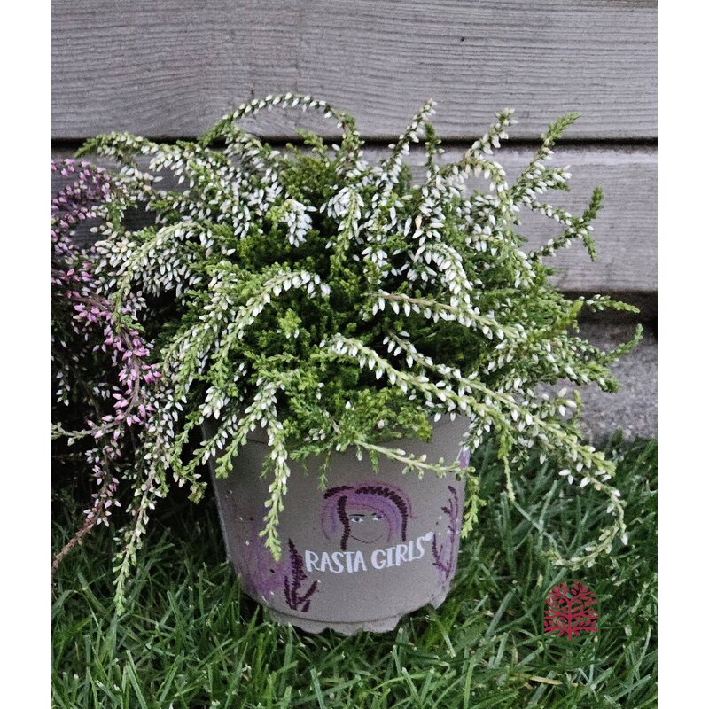 Struikheide | Calluna vulgaris. 'Rasta Girls' Wit