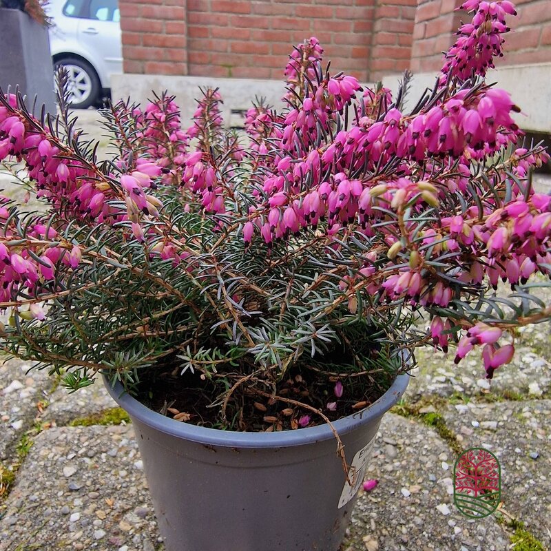 Winterheide | Erica darleyensis 'Kramer's Rote'/Rubina P10,5
