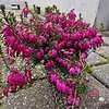 Winterheide | Erica carnea. 'Winterfreude' P10,5