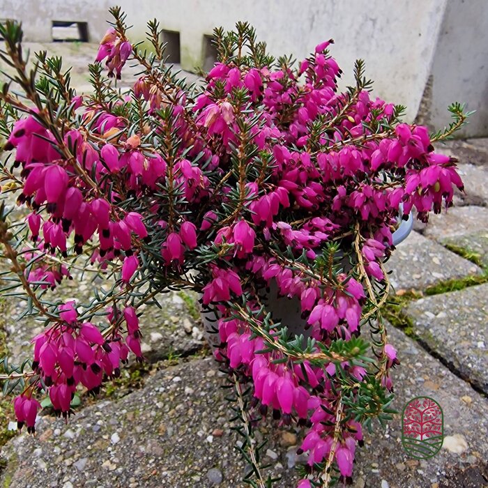 Winterheide | Erica carnea. 'Winterfreude' P10,5 Winterheide | Erica carnea. 'Winterfreude' P10,5