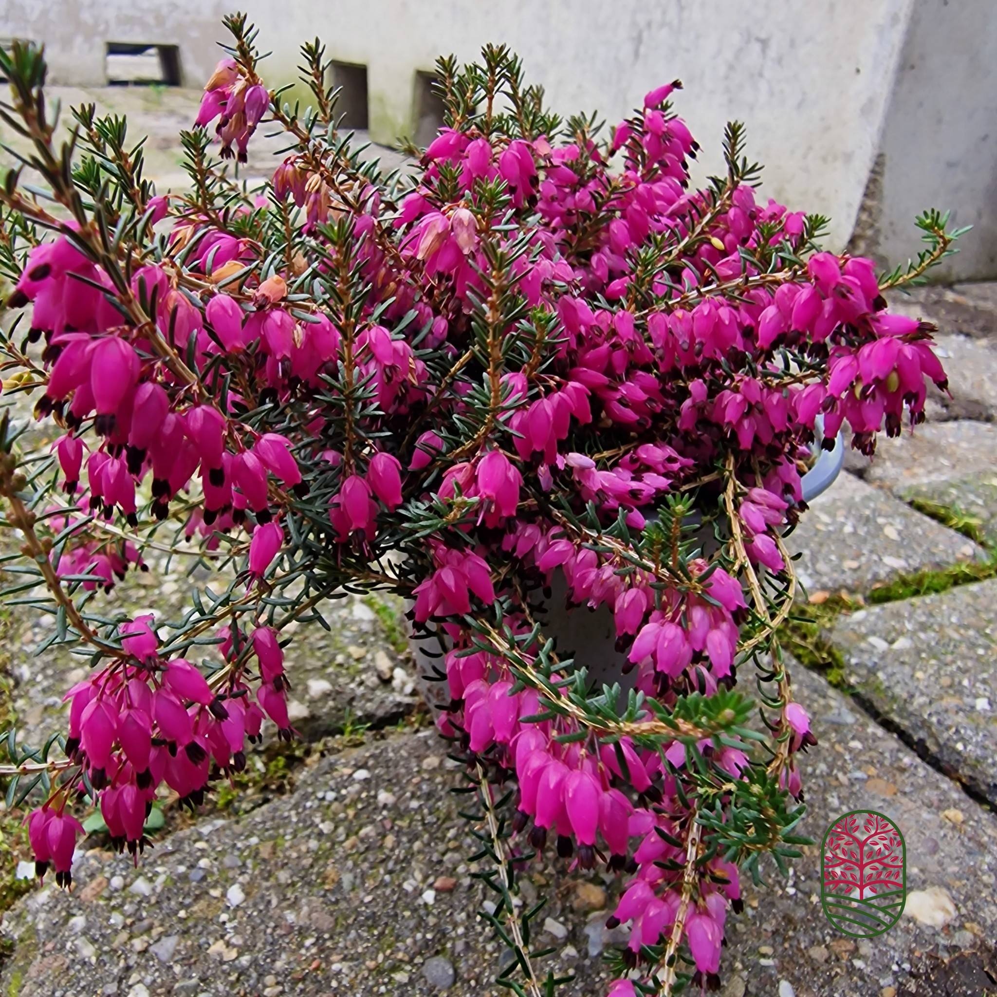 Winterheide | Erica carnea. 'Winterfreude' P10,5  Winterheide | Erica carnea. 'Winterfreude' P10,5
