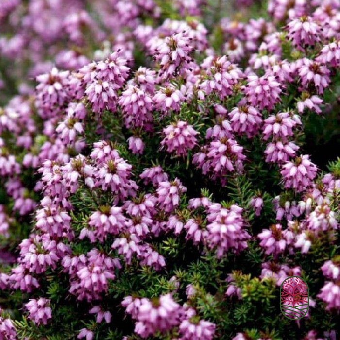 Winterheide | Erica darleyensis. 'Mary Helen' P9,5 Winterheide | Erica darleyensis. 'Mary Helen' P9,5