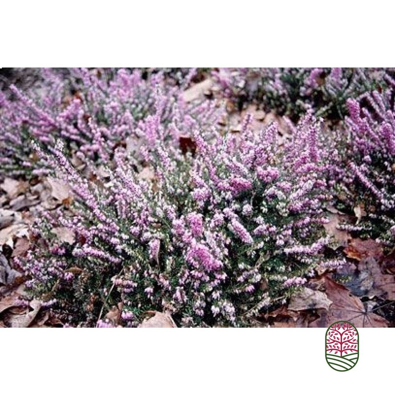 Winterheide | Erica darleyensis. 'Furzey' P10,5