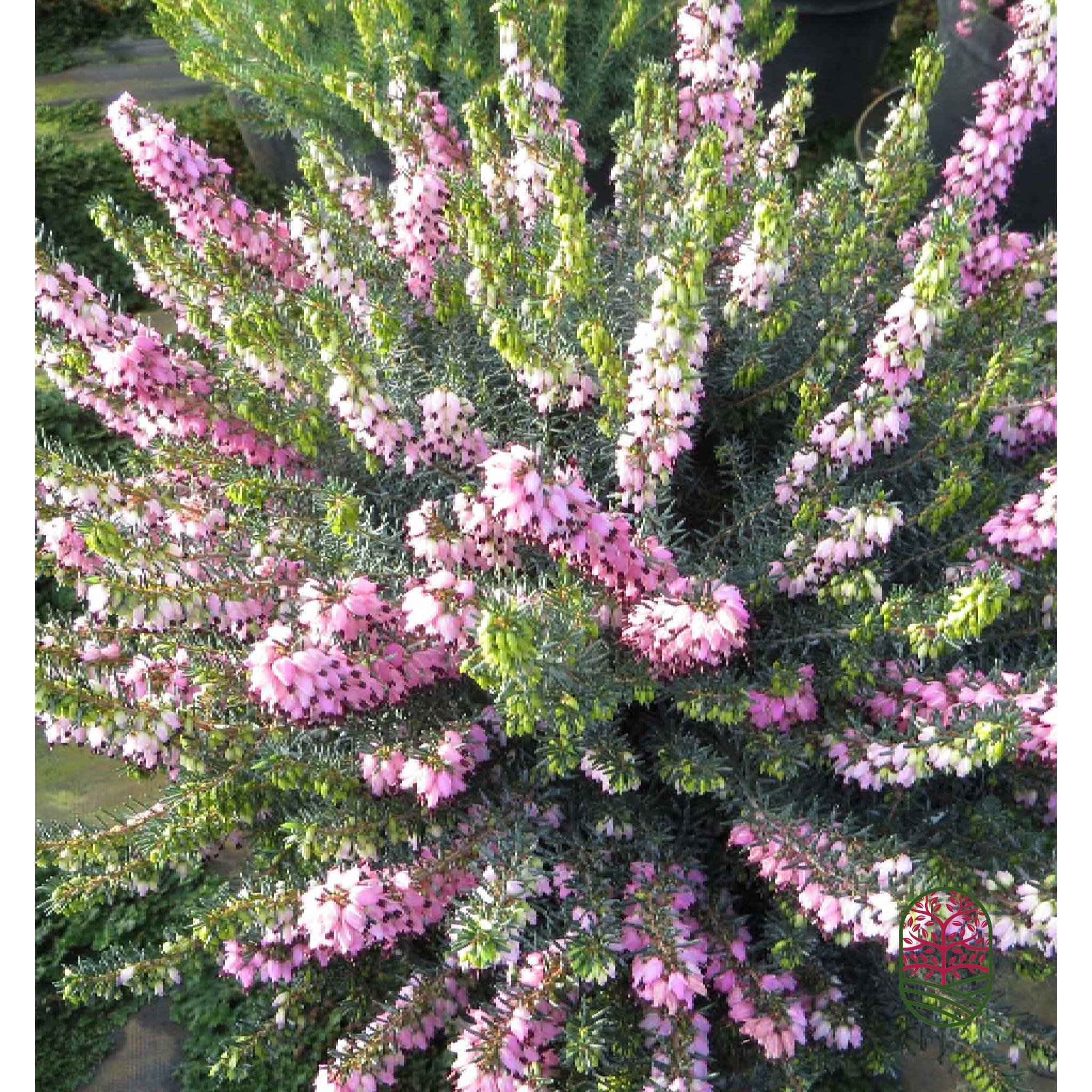 Winterheide | Erica darleyensis. 'Winter Treasure' P9,5  Winterheide | Erica darleyensis. 'Winter Treasure' P9,5