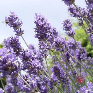 Lavendel | Lavandula angustifolia. 'Hidcote' P9
