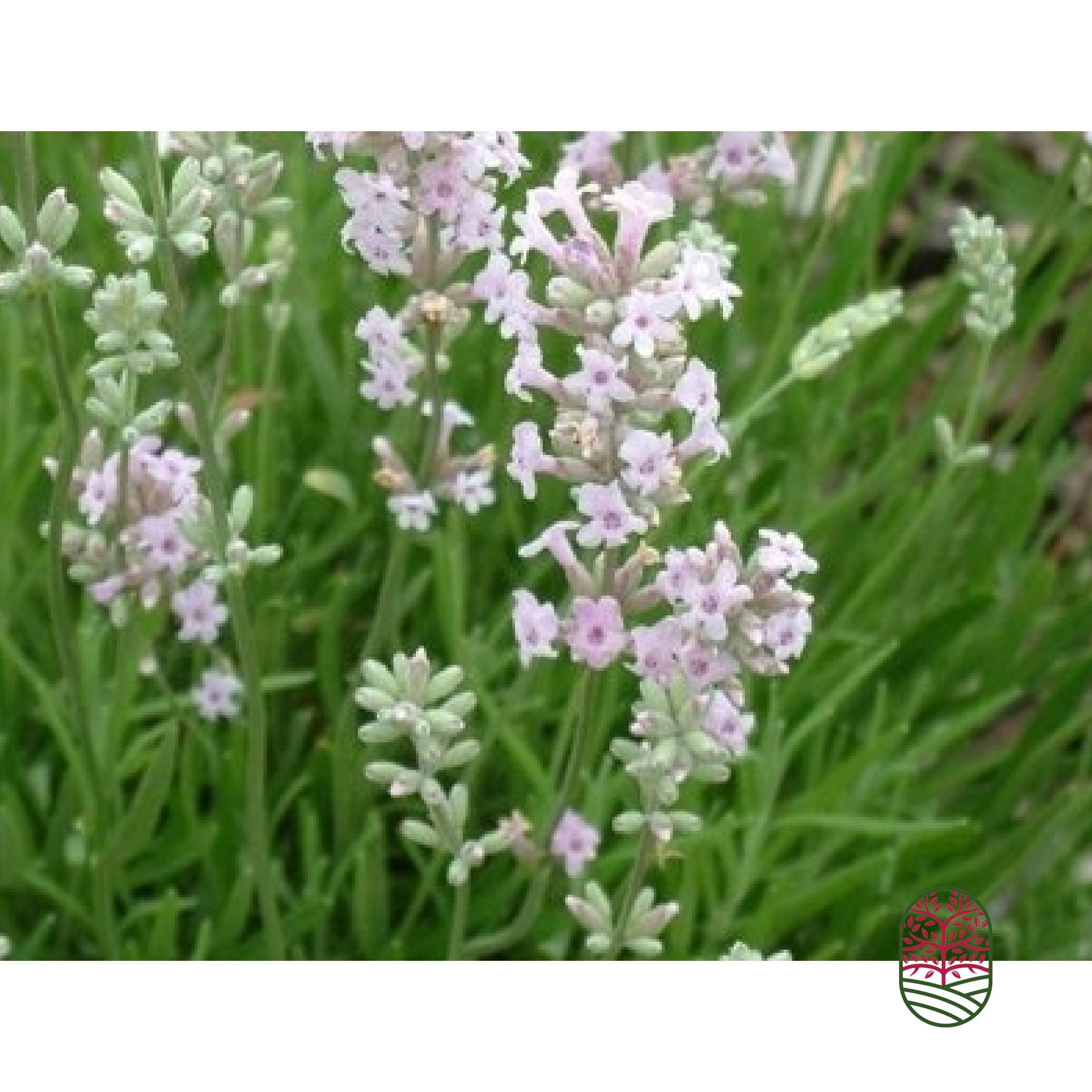 Lavendel | Lavandula angustifolia 'Edelweiss'