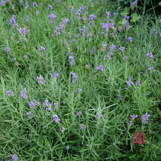 Lavendel | Lavandula angustifolia. 'Dwarf Blue' P9