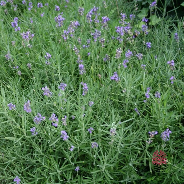 Lavendel | Lavandula angustifolia. 'Dwarf Blue' P9