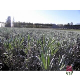 Lavendel | Lavandula intermedia 'Vera', Biologisch P13