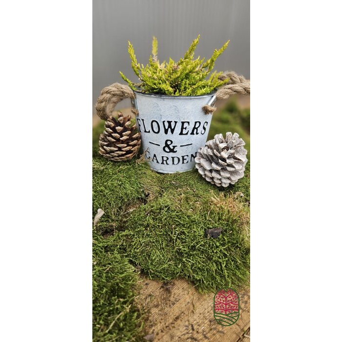 Zinken bloempot met oren 10x10cm