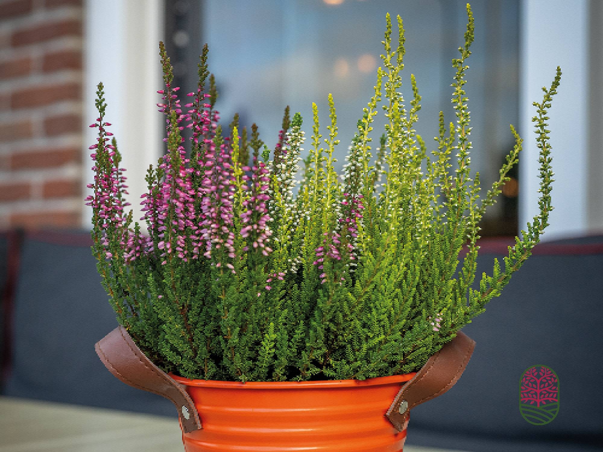 Struikheide | Calluna vulgaris 'Beauty Lady's Trio' P12  Struikheide | Calluna vulgaris 'Beauty Lady's Trio' P12