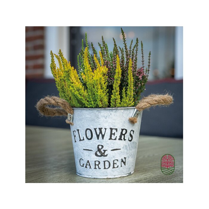 Zinken bloempot met oren 14x12cm Zinken bloempot met oren 14x12cm