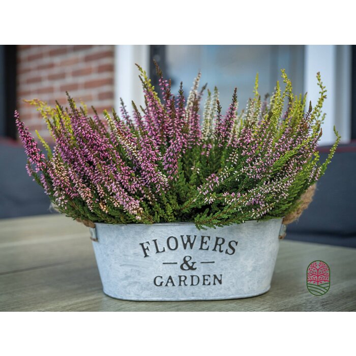 Zinken bloempot ovaal met touw 21x13x10cm Zinken bloempot ovaal met touw 21x13x10cm