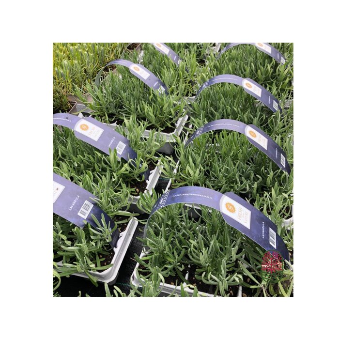 Lavendel | Lavandula angustifolia Fresh from Nature