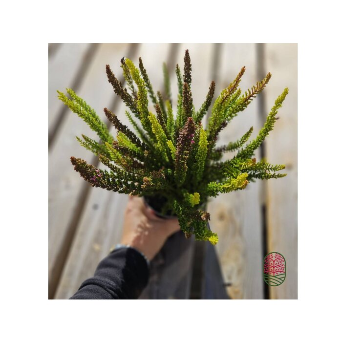 Struikheide | Calluna vulgaris. 'Skyline' Trio Beauty Ladys gemengd in pot P10,5