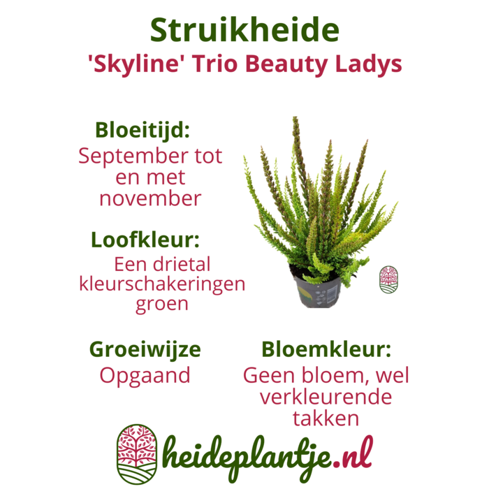 Struikheide | Calluna vulgaris. 'Skyline' Trio Beauty Ladys gemengd in pot P10,5