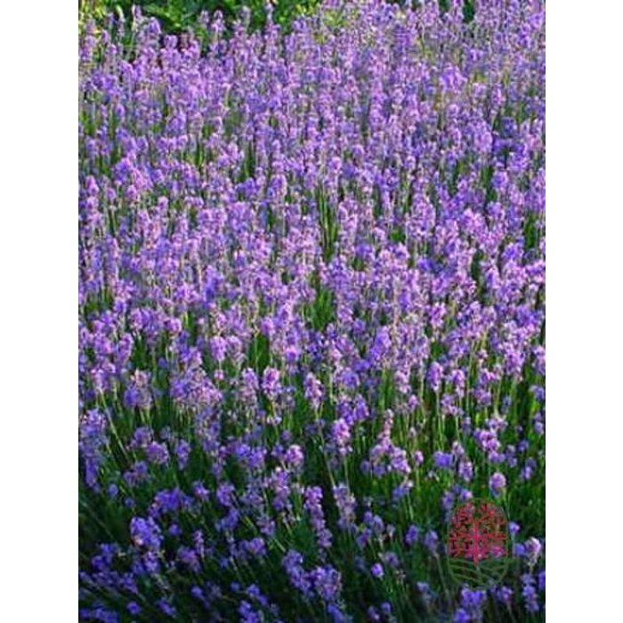 GreenboutiQ Lavendel Munstead - 9 Winterharte Lila Pflanzen Im 12cm Topf -  Hhe 20-25cm - Duftender Garten- Und