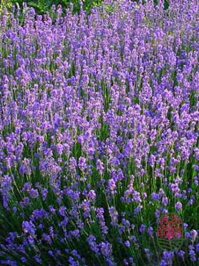 Lavendel | Lavandula angustifolia 'Munstead' P9  Lavendel | Lavandula angustifolia 'Munstead' P9