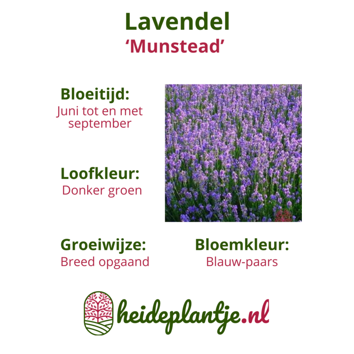 Lavendel | Lavandula angustifolia 'Munstead' P9 Lavendel | Lavandula angustifolia 'Munstead' P9