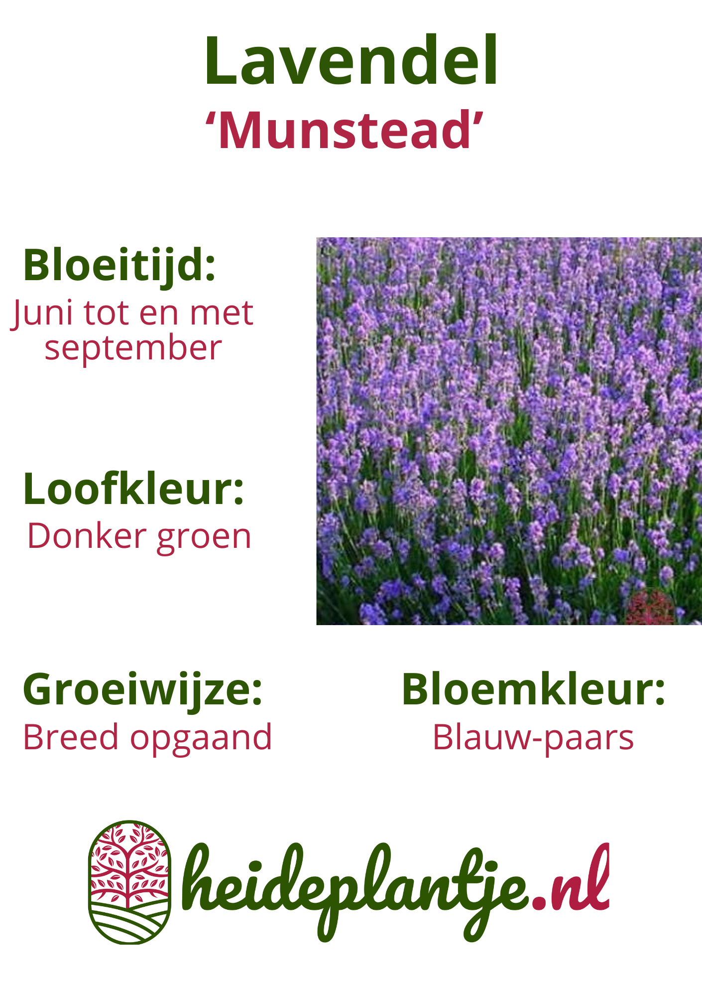 Lavendel | Lavandula angustifolia 'Munstead' P9  Lavendel | Lavandula angustifolia 'Munstead' P9