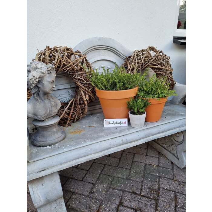 Winterheide | Erica darleyensis. 'Ghost Hills' P10,5