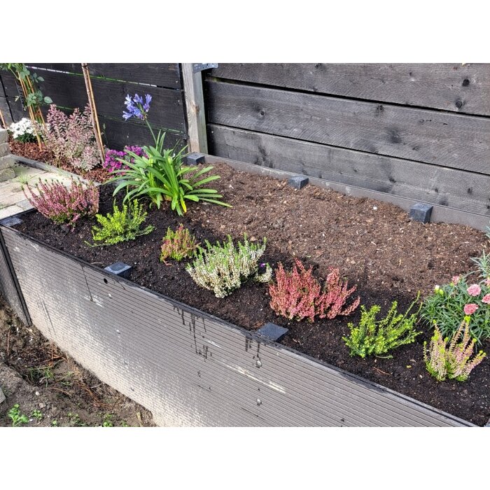 Winterheide | Erica darleyensis 'White Perfection' P10,5