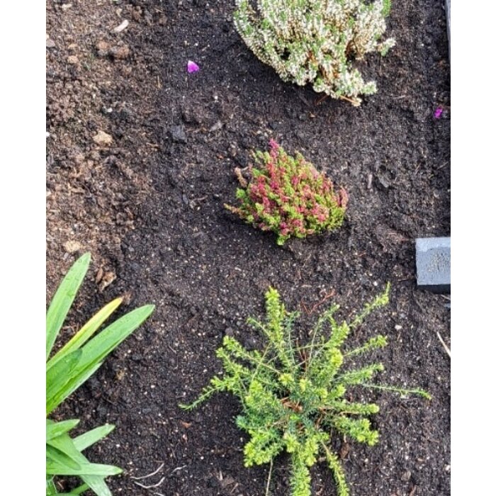 Struikheide | Calluna vulgaris. 'Dark Beauty' P10,5 Struikheide | Calluna vulgaris. 'Dark Beauty' P10,5