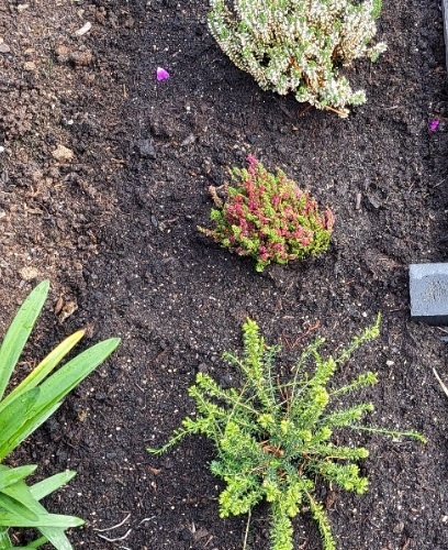 Struikheide | Calluna vulgaris. 'Dark Beauty' P10,5  Struikheide | Calluna vulgaris. 'Dark Beauty' P10,5