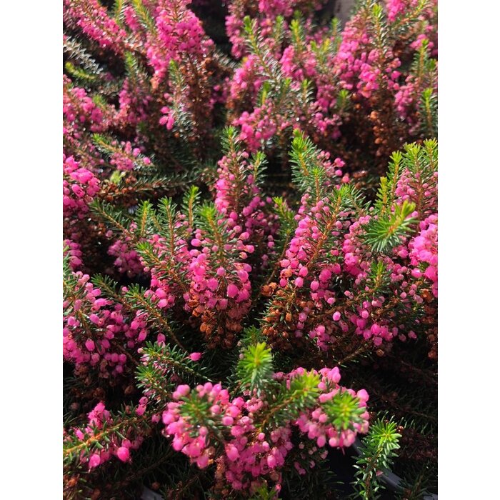 Zomerheide | Erica vagans 'Mrs D.F.Maxwell' P10,5