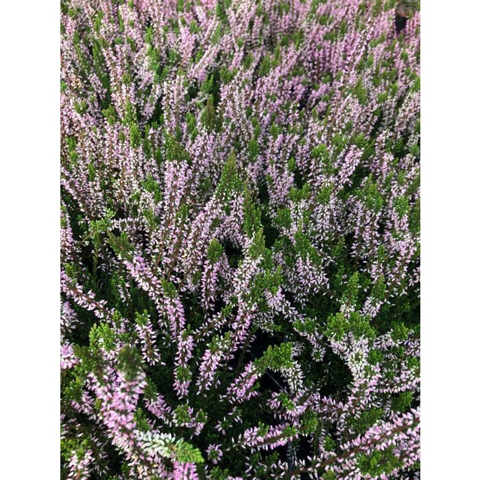 Struikheide | Calluna vulgaris. 'Pink Angie' P10,5